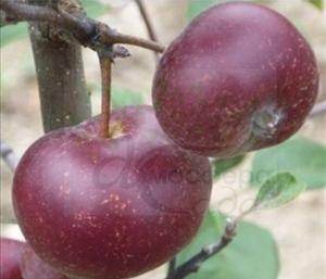 Яблоня Апи Ноир (Чёрный Кальвиль) 